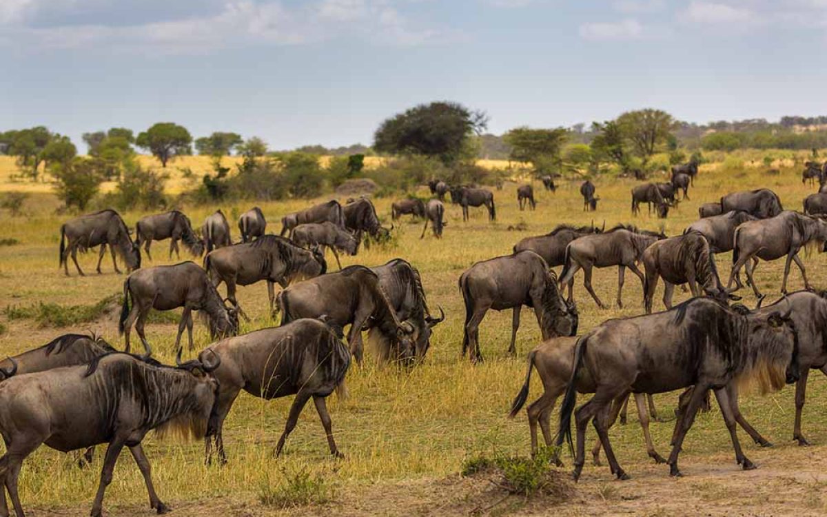 great migration 2 (2)