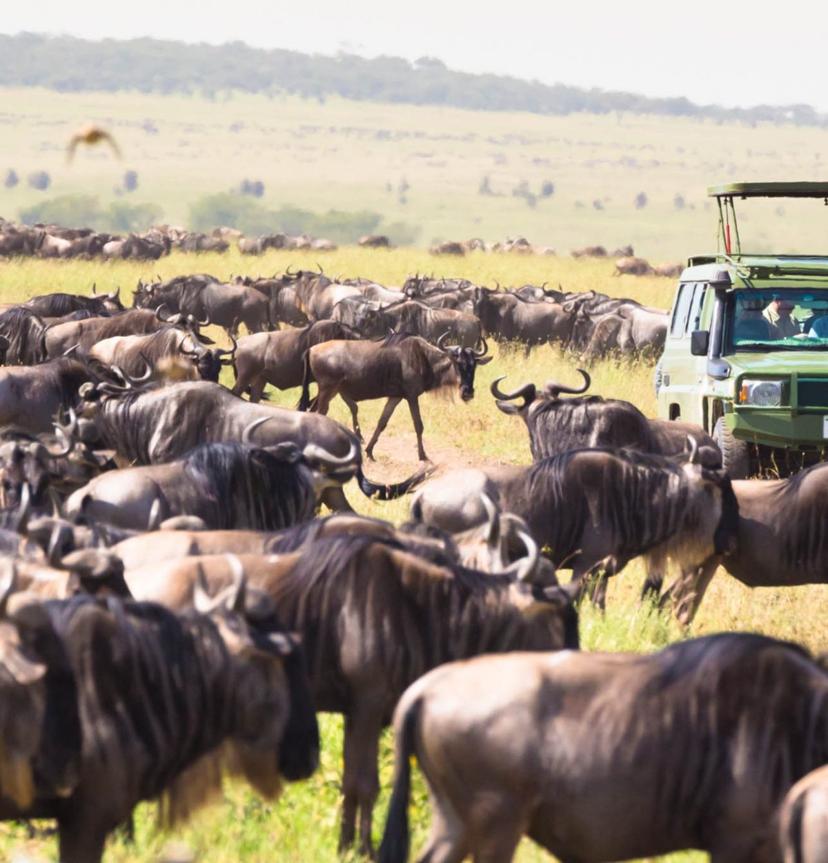 Safari To Lake Manyara, Maasai Mara National Reserve, Camping Safari